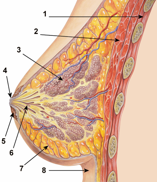 Breast Health  Comprehensive Breast Care Surgeons